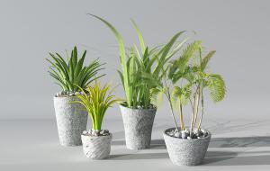 散尾葵、芦荟、形似菖蒲盆栽植物