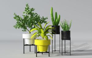 花叶万年青、火殃勒、芦荟、形似竹柏盆栽植物