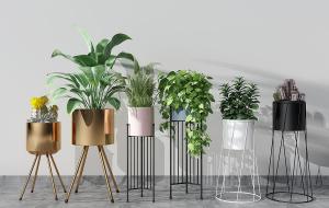 立叶蔓绿绒、绿萝、金属花架盆栽植物