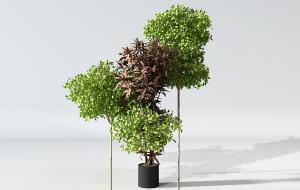 形似榕树、朱蕉盆栽植物