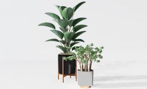 燕子掌、形似鹤望兰盆栽植物