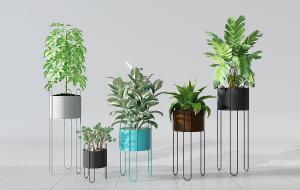 鹅掌藤、龟背竹、形似印度榕盆栽植物