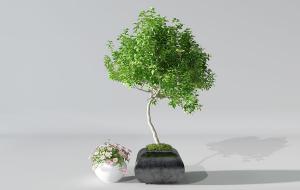 榕树、形似荷兰菊盆栽植物