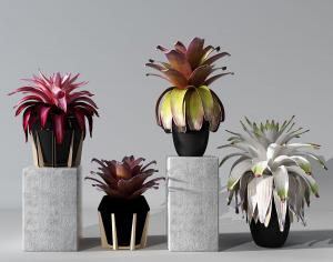 形似番麻的多种颜色盆栽植物