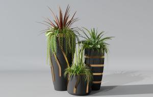 肾蕨、孔雀竹芋、形似千年木盆栽植物