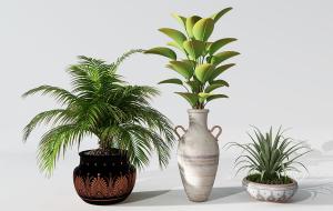 苏铁、形似鹤望兰盆栽植物