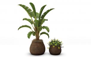 天堂鸟植物、黄金菊盆栽植物