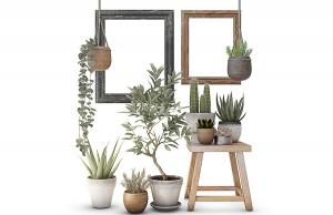 多肉植物、芦荟、大花马齿苋盆栽植物