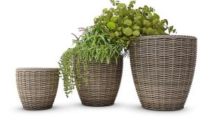 形似千叶吊兰、千屈菜盆栽植物