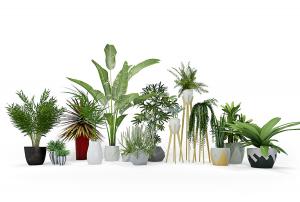 散尾葵、芭蕉、七叶树、山海带、形似墨兰盆栽植物