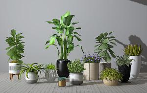 大琴叶榕、天堂鸟绿植、仙人棒、吊兰盆栽植物