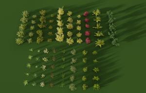 多种灌木绿植组合