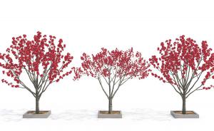 室外红叶碧桃树景观树木