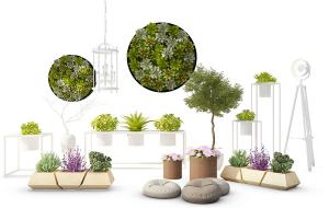 洋桔梗、多肉植物、圆锥石头花盆栽植物