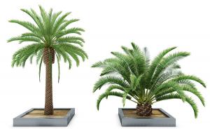 景观树木之椰子树和铁树