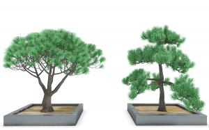 景观树木之造型美观的黑松