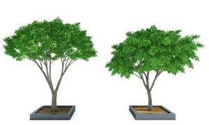 景观树木之形似伞状的槐树