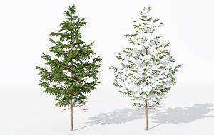 景观树木之枝干覆盖白雪的松树