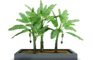 景观树木之长着长圆形叶子的热带香蕉树