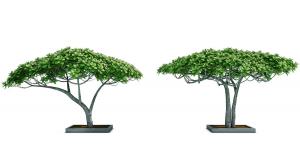 树冠象伞状的绿色景观树木