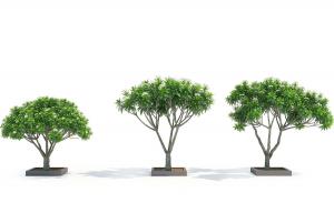 三棵不同造型的鸡蛋花树灌木绿植