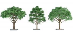 形似白蜡树、树冠舒展的景观树木