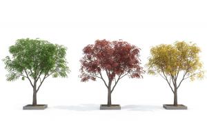 绿色、红色、黄色树叶形似美国皂荚的景观树木