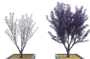 景观树木之长满白色花朵的花树