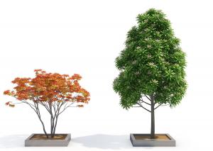 红枫、形似米仔兰灌木绿植