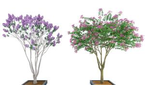 景观树木之树皮灰色、灰褐色开满花朵的紫薇树