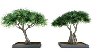 景观树木之枝干弯曲分叉的马骡蔗树