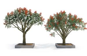 红花石楠灌木花卉