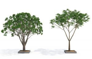 景观树木之形似粗榧、榕树