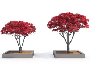 红色叶子、鸡爪槭景观树木