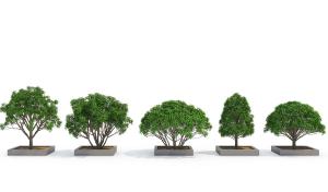 五棵不同造型、形似榕树的灌木绿植