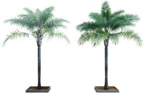 微弯下垂、针形叶子的金山葵热带景观树木