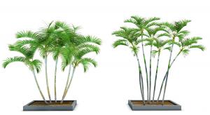 枝干细长形似散尾葵的热带灌木绿植