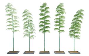 枝干细长高挑的街边景观树木