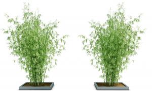 细叶竹竿形似凤尾竹的灌木绿植