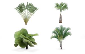 旅人蕉、圆叶刺轴榈热带灌木绿植