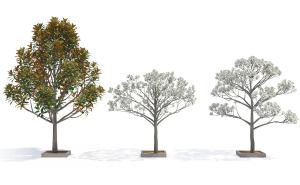 荷花玉兰、白色花树 景观树木