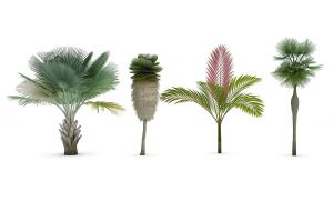 霸王棕、形似散尾葵热带灌木绿植