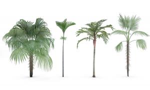 形似棕榈和鱼尾葵的热带景观树木