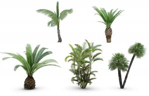 苏铁、形似棕榈的热带灌木绿植