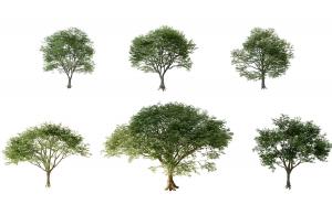 六棵形似榉树的景观树木