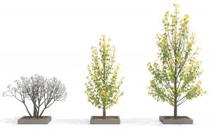 黄绿叶、大小不同银杏树 景观树木