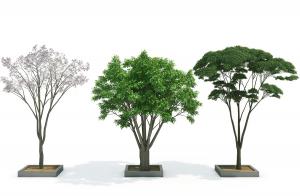 形似黄葛树、形似樟树 景观树木