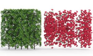 荷花玉兰、金钱榕景观树木