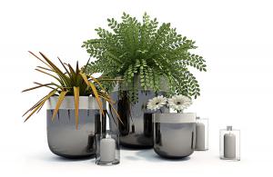 勋章菊、凤梨、紫穗槐盆栽植物