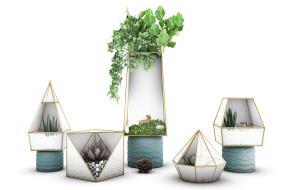 常春藤、多肉植物、芦荟盆栽植物